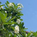 이창농장 | 치앙라이-2