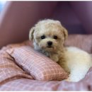 도도한강아지 이미지