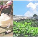 수삼랜드 이미지