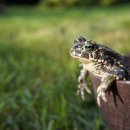 금두꺼비 이미지