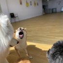 어썸 강아지 호텔 & 목욕 네이버블로그