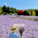 문경마켓 찬미네농원 | 문경 문희농원 개미취 축제 가을 국내여행 추천