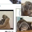 토끼와거북이 이미지