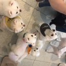 일산그루밍캐나다 이미지