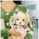 오독안심분양센터 강아지분양 고양이분양 광주점 | 광주강아지분양 오독안심분양센터 강아지분양 고양이분양 광주점에서 강아지를 분양한 후기