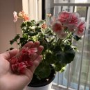 꽃피는 봄이 오면 | 26.04.19 꽃 피는 봄이 오면 이모저모 ~.~