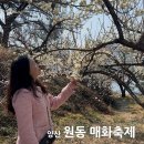 매화농업협동조합 | 2026 원동 매화축제 일정 장소 주차 초대가수 총정리 + 원동 매화마을 미리 다녀온 후기