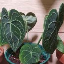 클라리네 이미지