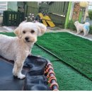 독스호텔리어 이미지