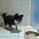 수영로유치원 | 유일하게 믿고 맡길 수 있는 광안애견유치원 멍치원