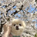 CU 거제아주반딧불점 | 일산호수공원 벚꽃 실시간 개화 포토존 추천 고양시 가볼만한곳 놀거리