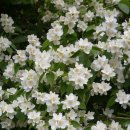 향수농장 이미지