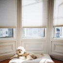 해피퍼피 강아지 유치원 이미지