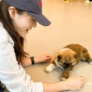 다시사랑받개 이미지