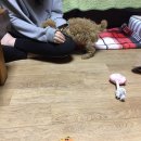 광주 애견방문훈련, 강아지 조기교육! : 다독트레이닝 후기