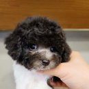 강아지분양 애견입양 아이러브독 인천점 이미지