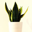 반려식물키우기 이미지