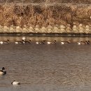 오정대공원 이미지