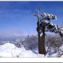 고목 - 창원시 성산구 | 고목