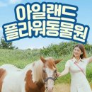 아일랜드플라워 이미지