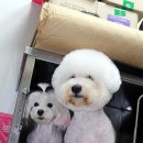 펫시스터즈 이미지