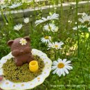 천안 가볼만한곳 5월 샤스타데이지 맛집 🌼 신부동카페 야온(Yaon) 내돈내산후기