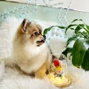 어서왈왈 이미지