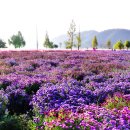 의령 호국의병의 숲 친수공원 이미지