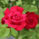 자신감스피치 이미지