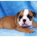 25시종합동물병원 이미지