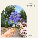 (주)연두 | 답다니수국밭 : 제주 수국 명소 6월 둘째주 방문후기