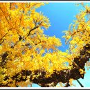 두곡리 은행나무 이미지