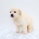 달래캐터리 | 나주비숑프리제분양 무심코 바라보던 빈 방에