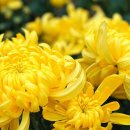 [초급] 일본어 이미지