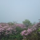 제1056차(5월31일) 경북 영주 소백산 국망봉 철쭉 산행안내 이미지