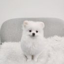 고품개 이미지
