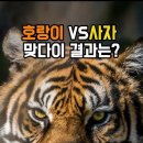 ＜실전능력＞ 호랑이 VS 사자의 싸움에서~ 이미지