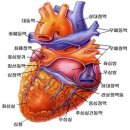 External structure of heart(심장 외부구조) 이미지