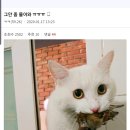 물물교환 Daum카페