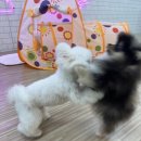코지펫츠 이미지