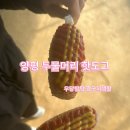 두물머리공원 | 양평 두물머리 다녀온 후기