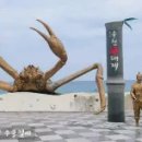 붉은대게 이미지