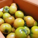 대저토마토산지유통센터 | 대저 짭짤이 토마토 제철 부산 축제 명물 짭잘이 2.5kg 후기