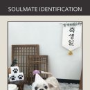 펫 노리터 이미지