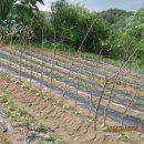 윤미농장 이미지