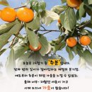 9월 22일 (일) 가을의 분기점 秋分 이미지