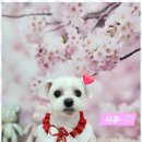 예쁘개# 애견미용실 이미지