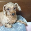 동물의료센터24인치 이미지