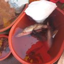 으뜸생선 이미지