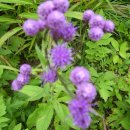 고산목장 이미지